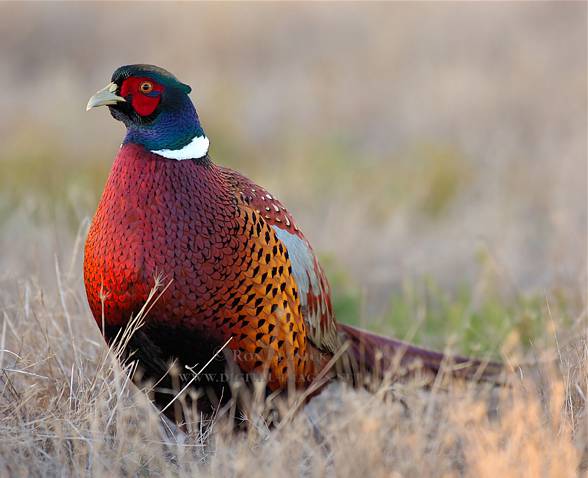 Pheasant In Hedgerow