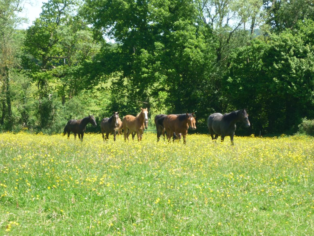 Horses Galloping Through Field Of Flowers