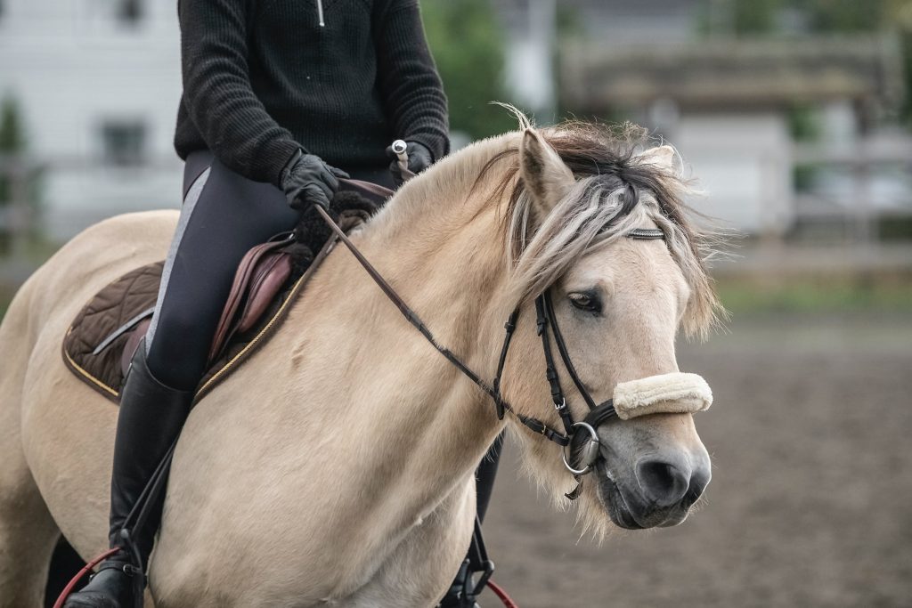 Horse Rider Riding A Horse