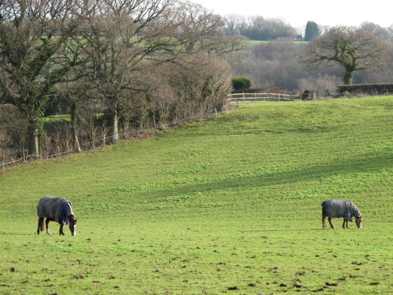Horses Grazing In A Field