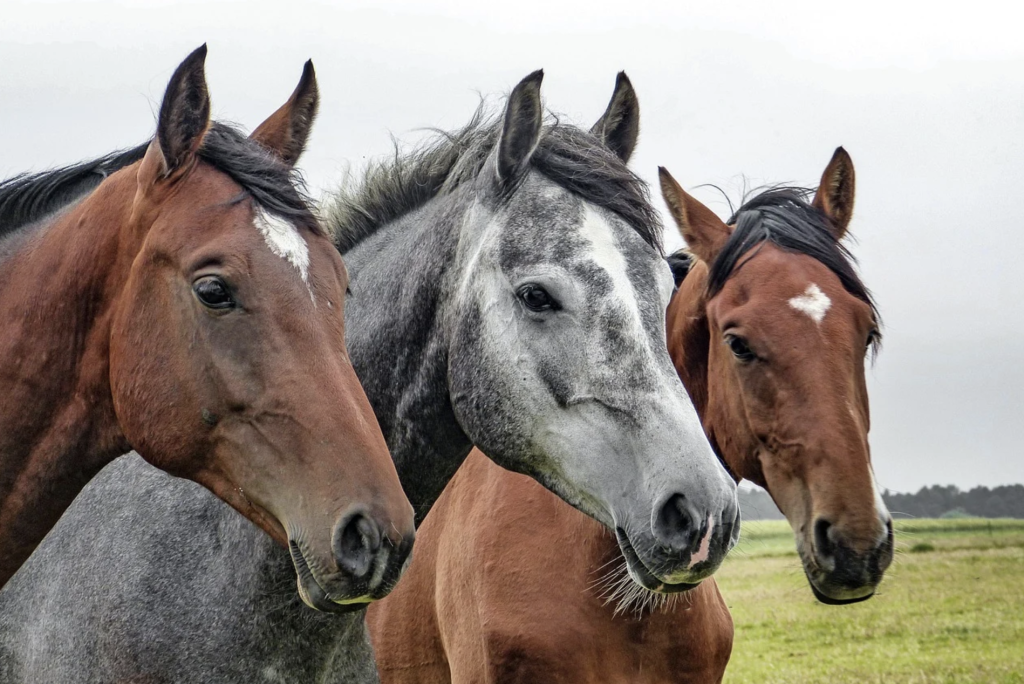 Three Horses Brown And Grey