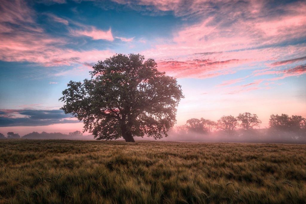 Tree And Field In The Morning Sunrise
