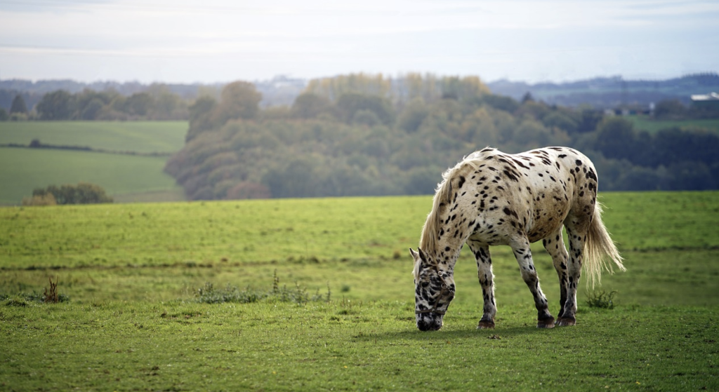 Speckled Horse Grazing In A Field