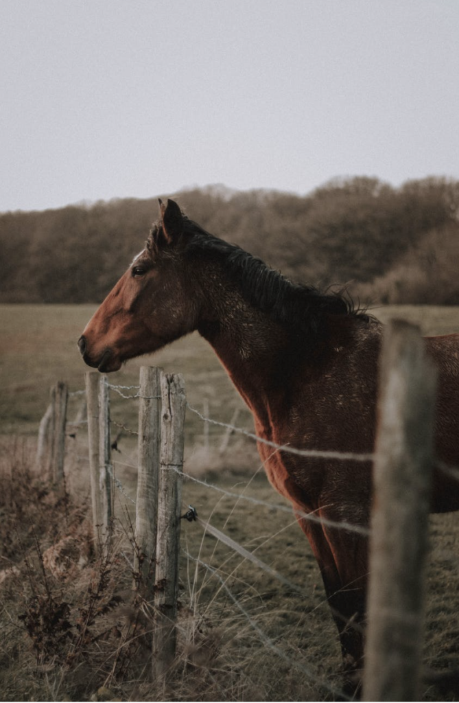 Horse Overlooking A Fence