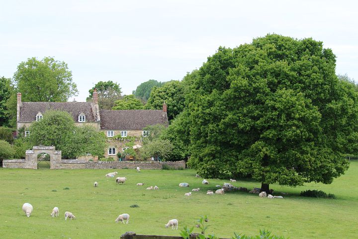 Country Farm With Sheep