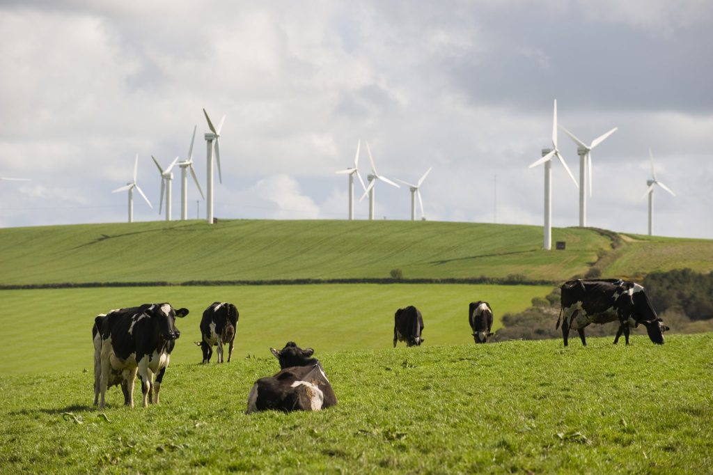Cows In Front Of Wind Farm